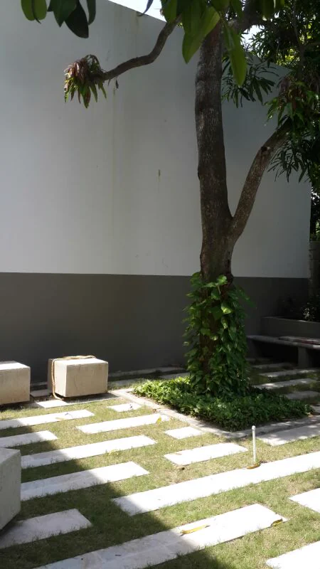 El patio terminado, con el árbol y las losetas sobre el césped.